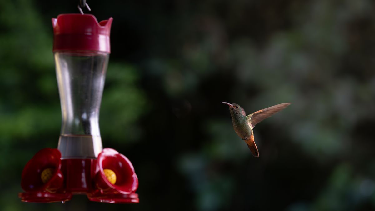 Close-up of a hummingbird in flight near a feeder in San Rafael, Heredia, Costa Rica.