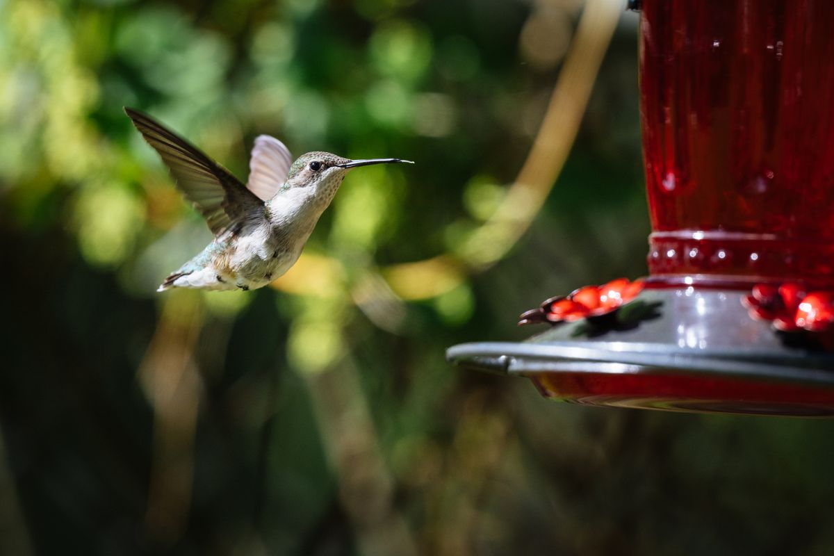 Close-up of a hummingbird approaching a red feeder outdoors.