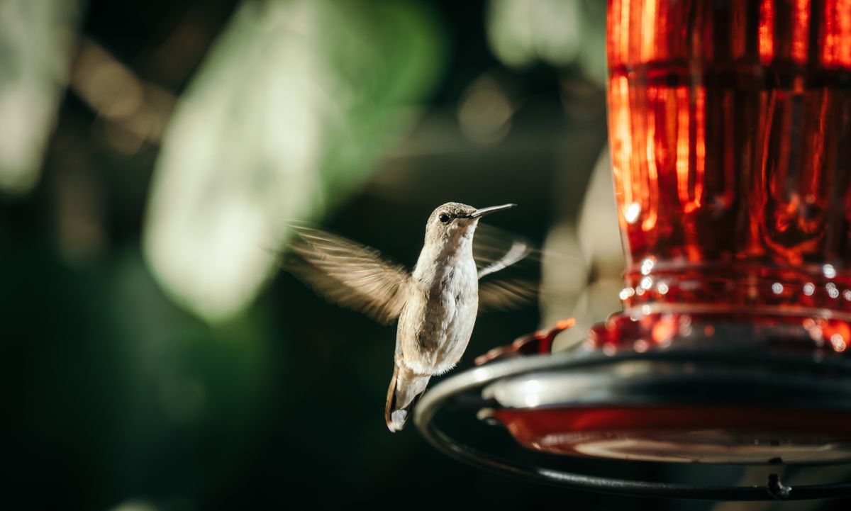 A hummingbird gracefully hovers near a red feeder against a lush, green background.