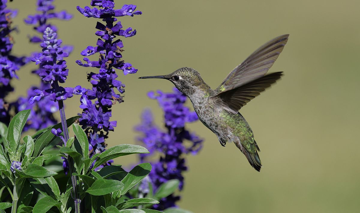 A hummingbird hovers near vibrant purple flowers capturing a lively display of nature.