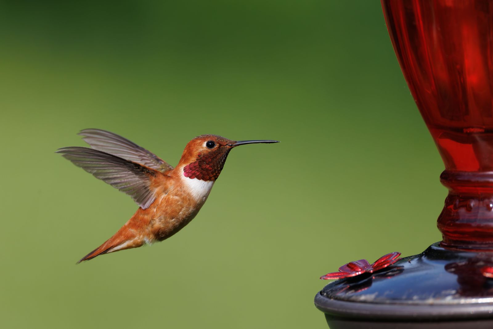 Illuminate Your Backyard Sanctuary: The Ultimate Solar Hummingbird Feeder Buying Guide