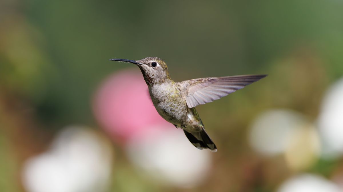 Stunning capture of a hummingbird hovering with blurred flower background.