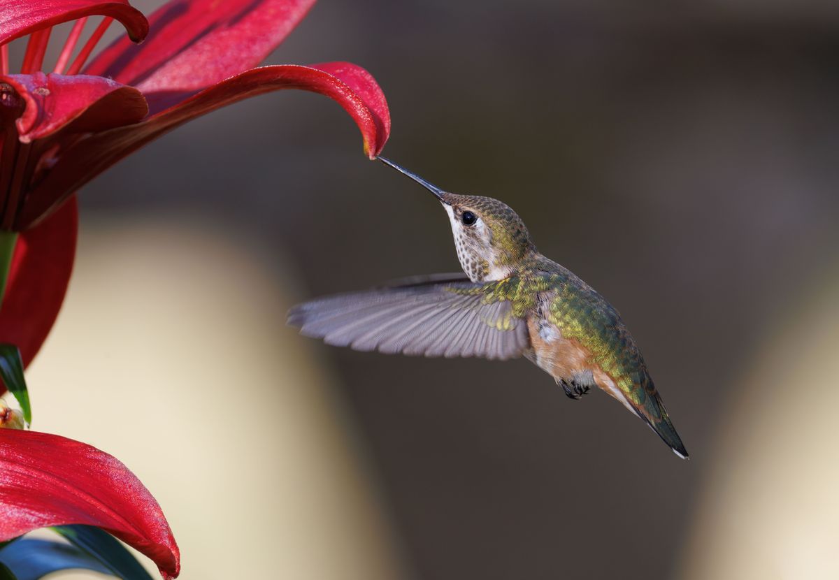 Close-up of a hummingbird feeding on a red lily flower in a natural setting.