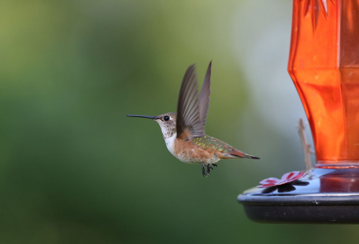 Close-up of a rufous hummingbird (Selasphorus rufus) in flight beside a bright feeder.