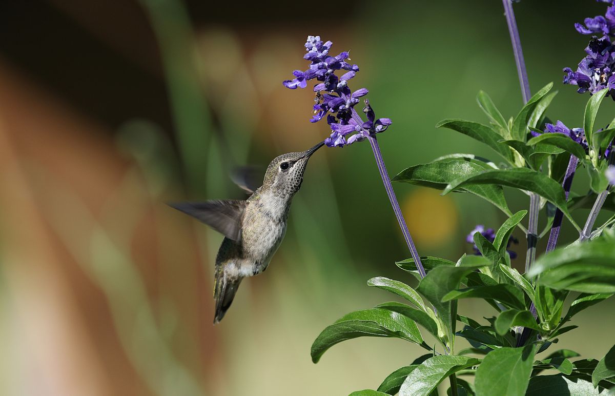 An Anna's hummingbird gracefully hovers next to vibrant purple flowers, capturing a moment in nature.