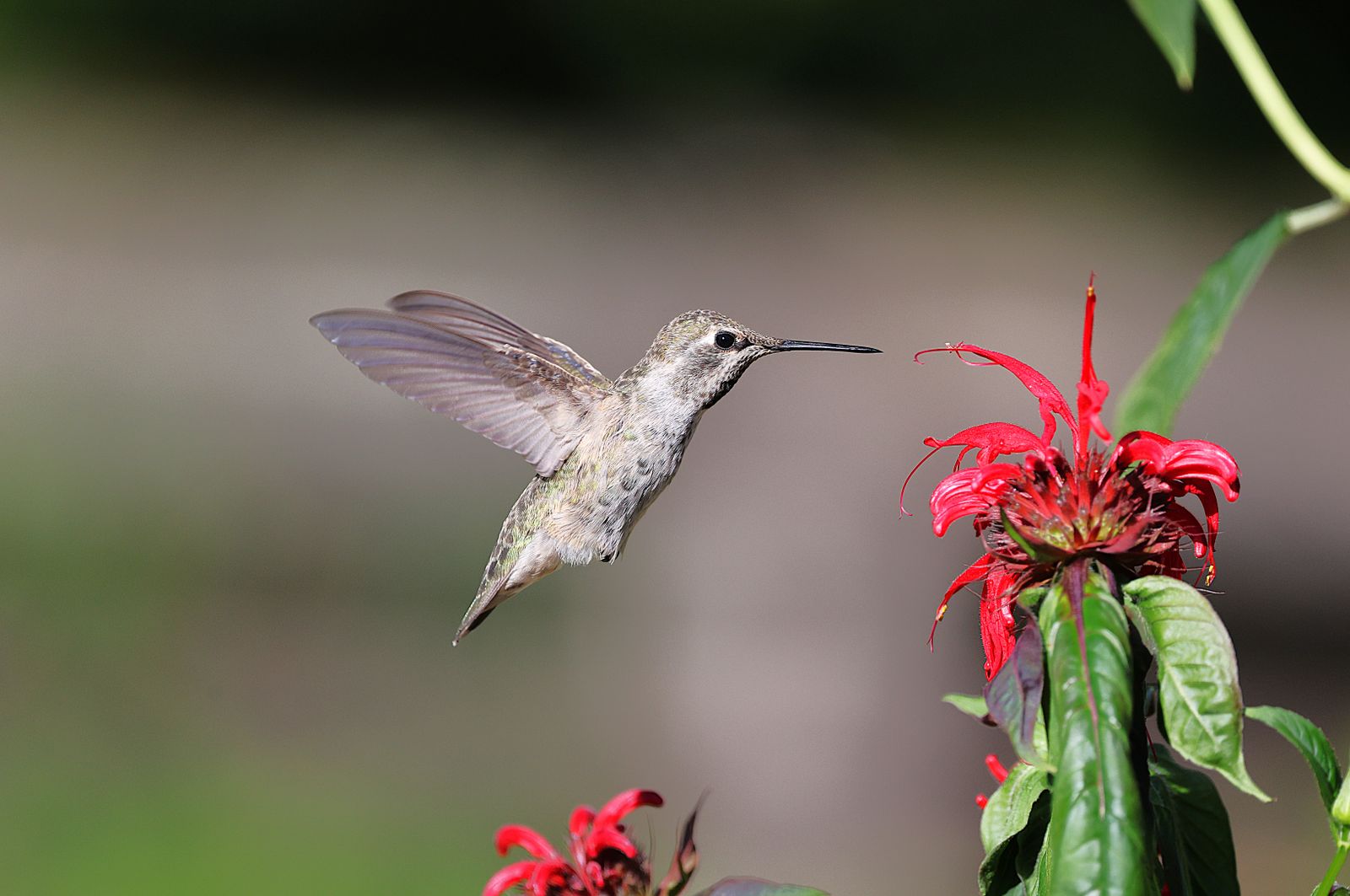 Cats in the Garden: How to Run a Hummingbird Feeder Safely