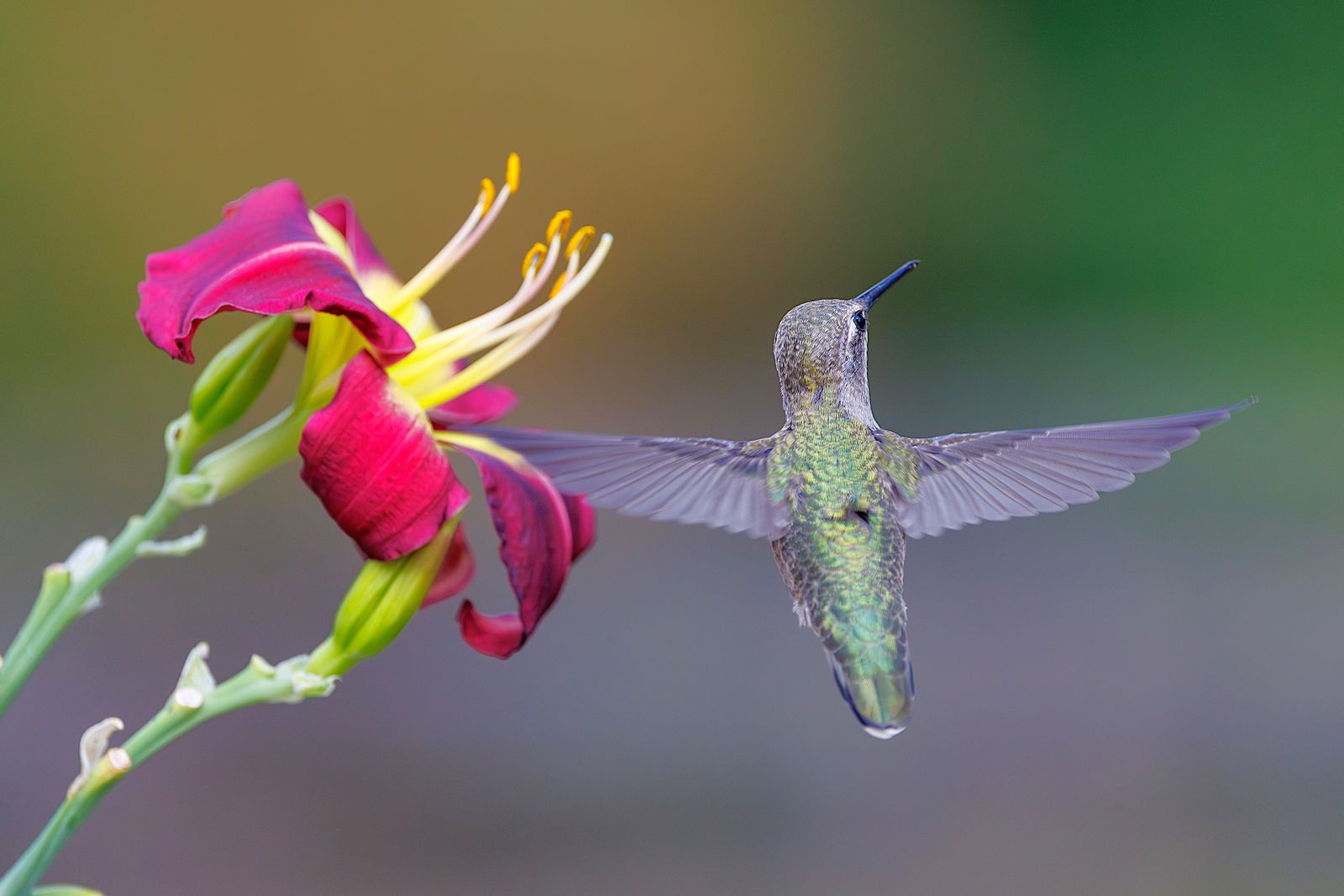 Cats in the Garden: How to Run a Hummingbird Feeder Safely