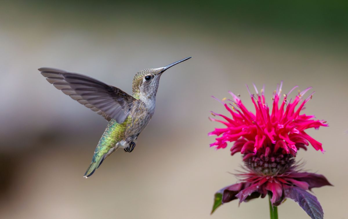 A hummingbird hovers near a vibrant pink flower, showcasing detailed wings in flight.