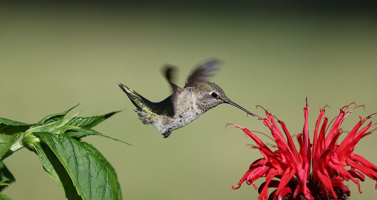 Close-up of an Anna's Hummingbird feeding on a red flower in a sunny garden.