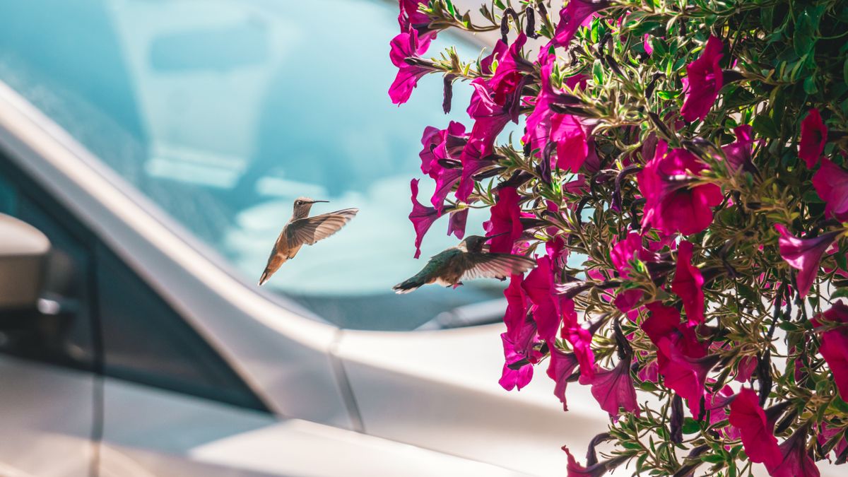 Two hummingbirds hovering next to vibrant pink flowers outdoors.
