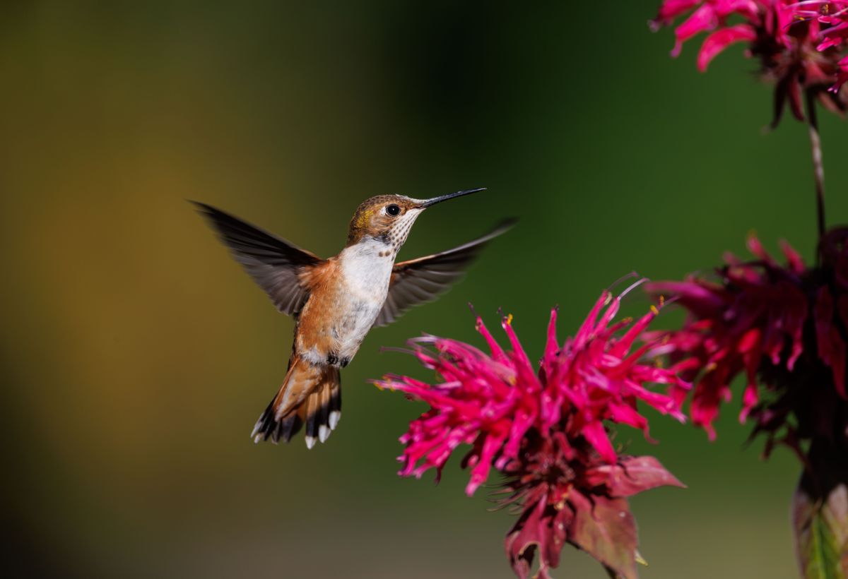 A majestic hummingbird gracefully hovers next to vivid pink flowers in a lush garden setting.