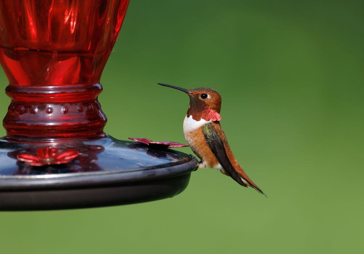 A Rufous Hummingbird perches on a red feeder with a lush green background.