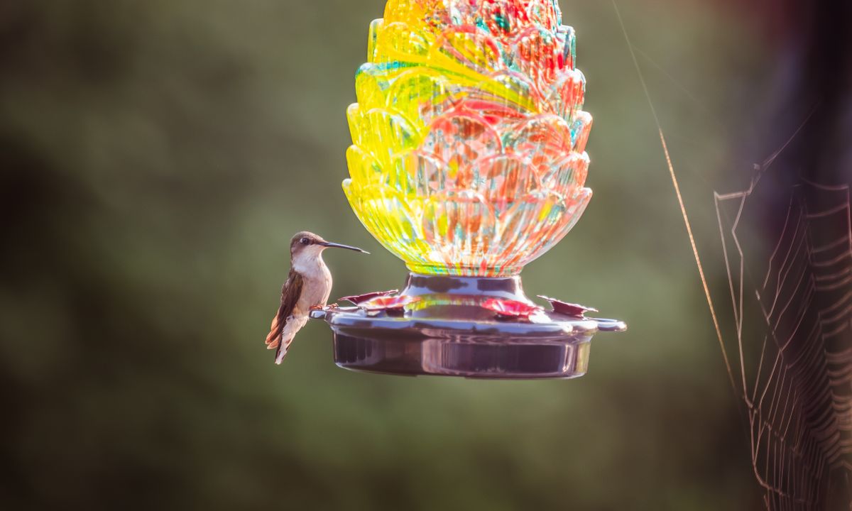A hummingbird perches on a vibrant feeder, surrounded by nature's beauty.
