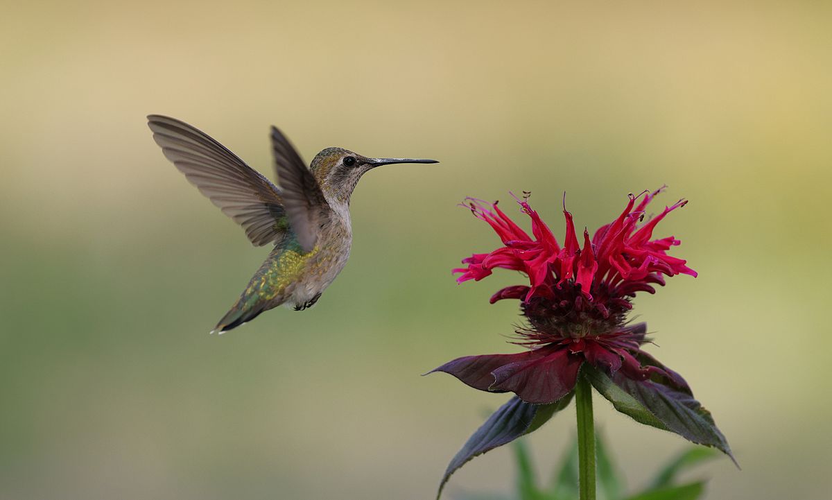 Captivating image of an Anna's hummingbird hovering by a bright red flower in a garden setting.