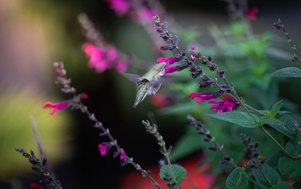 A hummingbird hovering close to vibrant pink flowers, surrounded by lush green leaves.