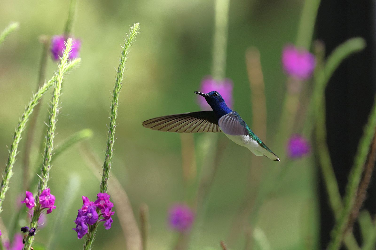 Transforming Your Backyard into an Evening Sanctuary for Hummingbirds and Nature Lovers