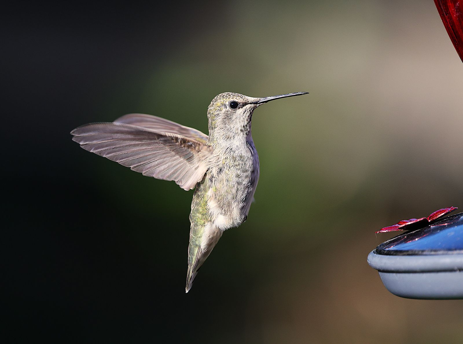 Transforming Your Backyard into an Evening Sanctuary for Hummingbirds and Nature Lovers