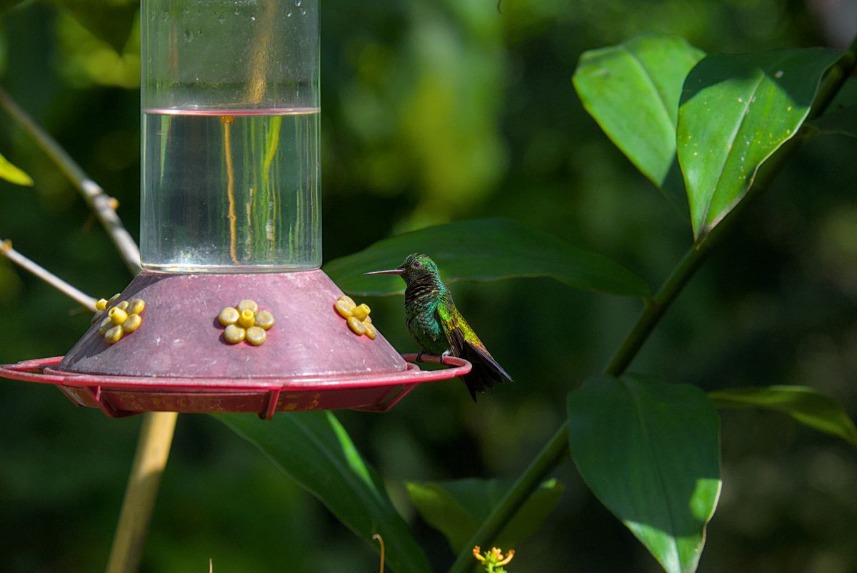 A vibrant green hummingbird feeding on a feeder amidst lush foliage in Trinidad and Tobago.