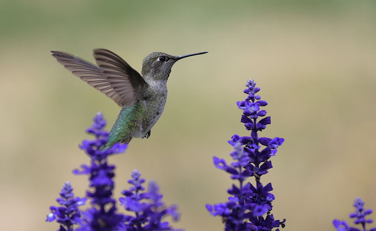 Close-up of an Anna's hummingbird hovering near stunning purple flowers, capturing nature's vibrancy.