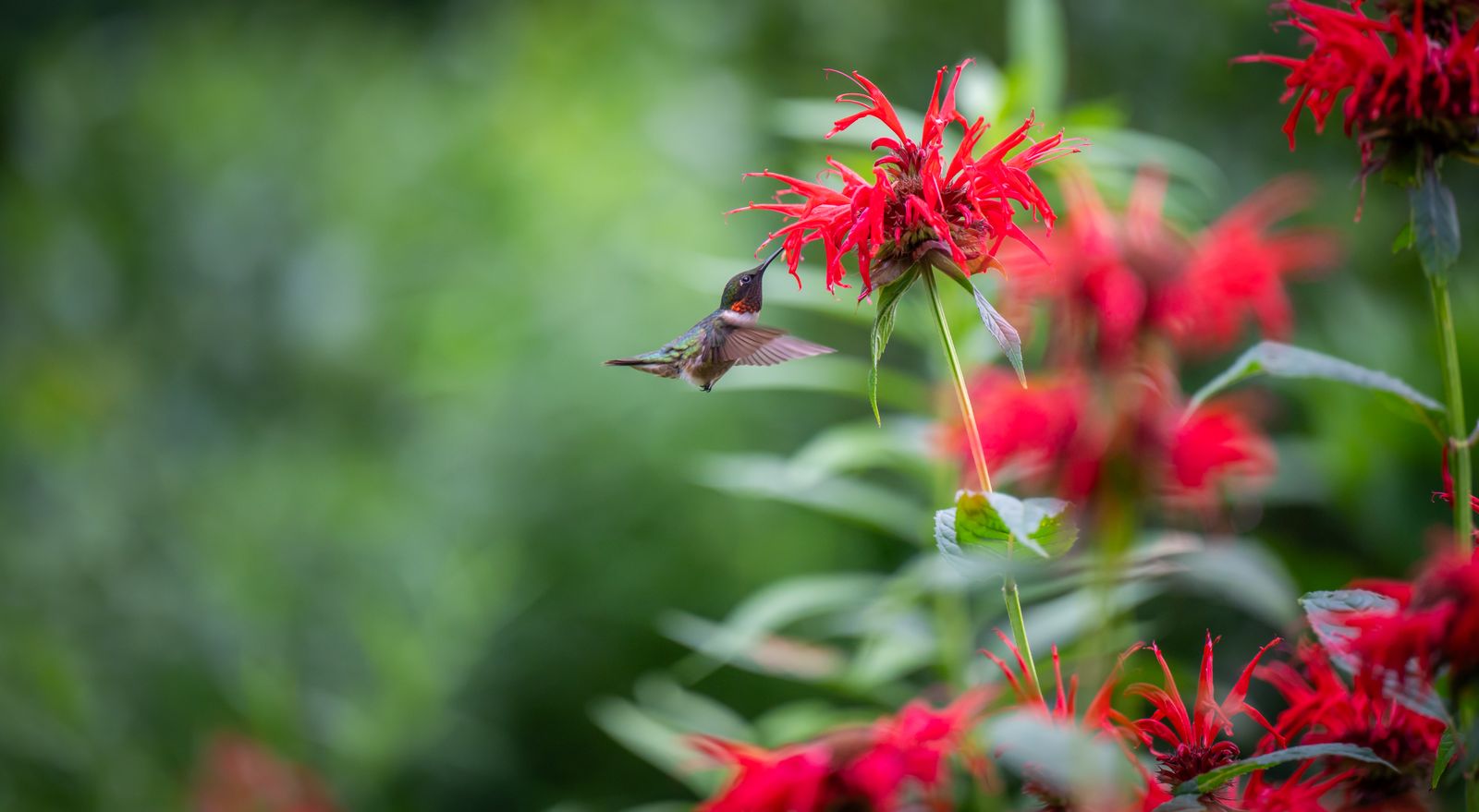 Should You Feed Hummingbirds Through a Mild Winter?