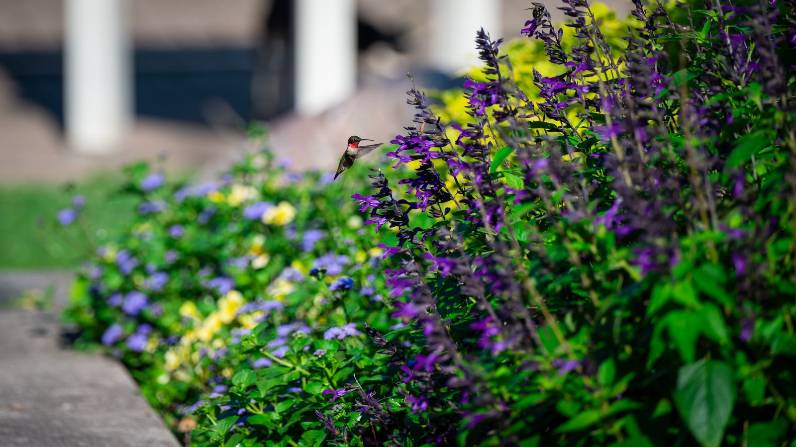Should You Feed Hummingbirds Through a Mild Winter?