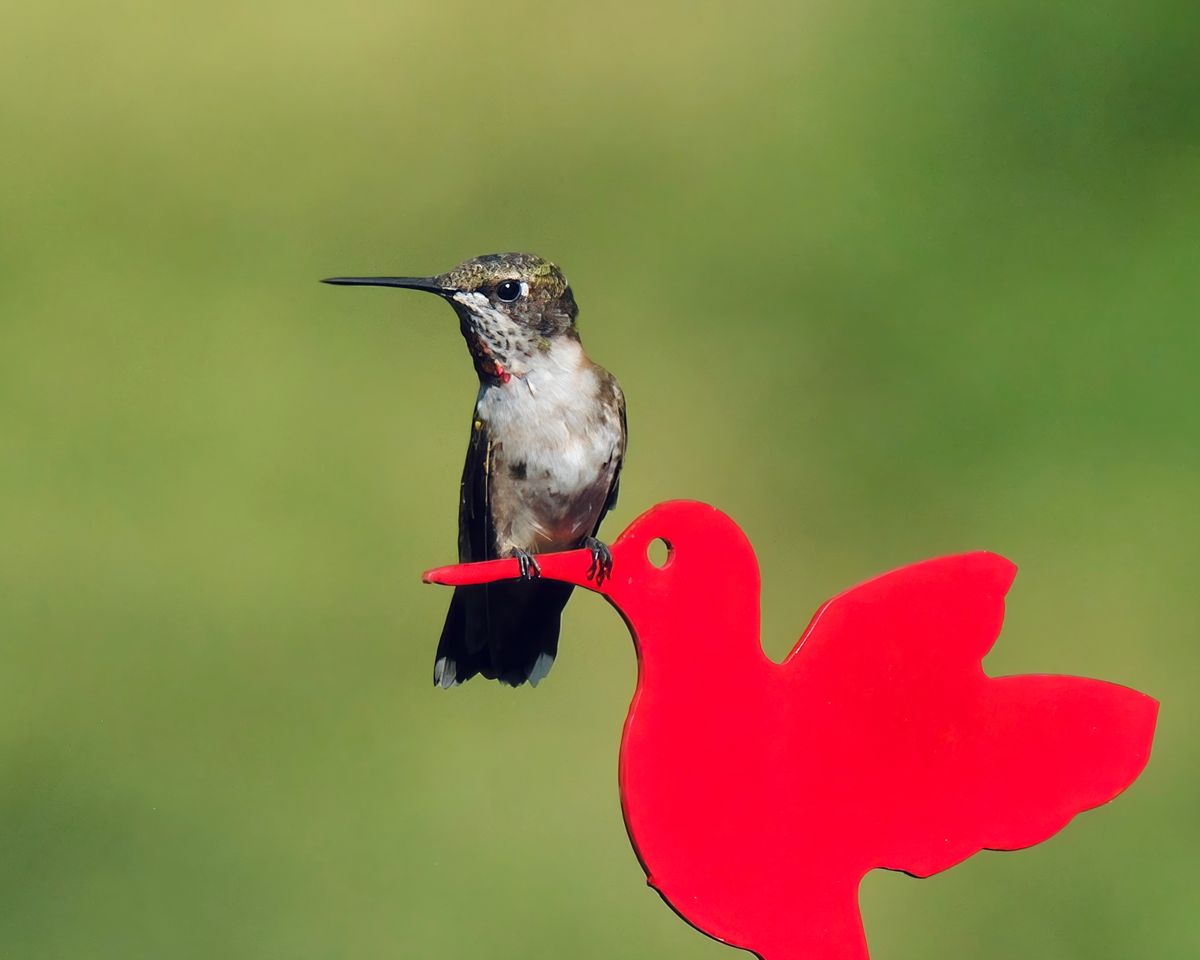 A Ruby-throated Hummingbird perched on a vibrant red feeder against a soft green background.