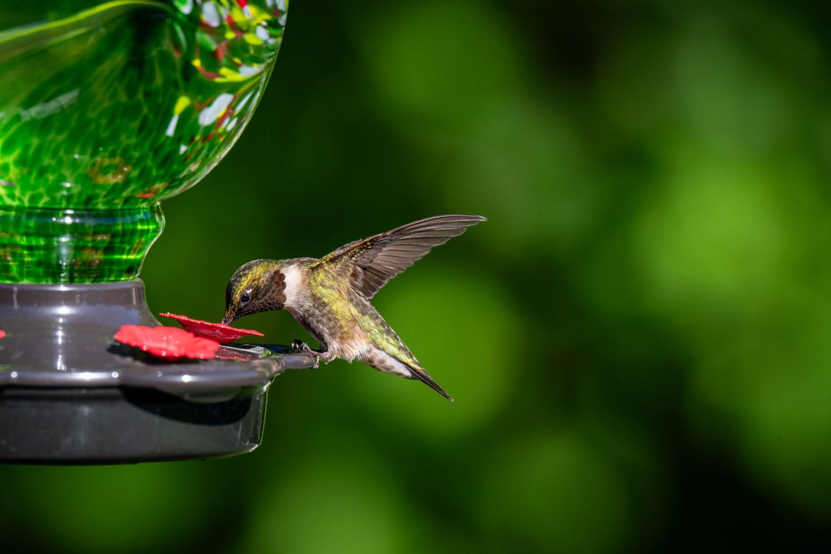 A vibrant hummingbird sipping from a green feeder in a lush garden setting.