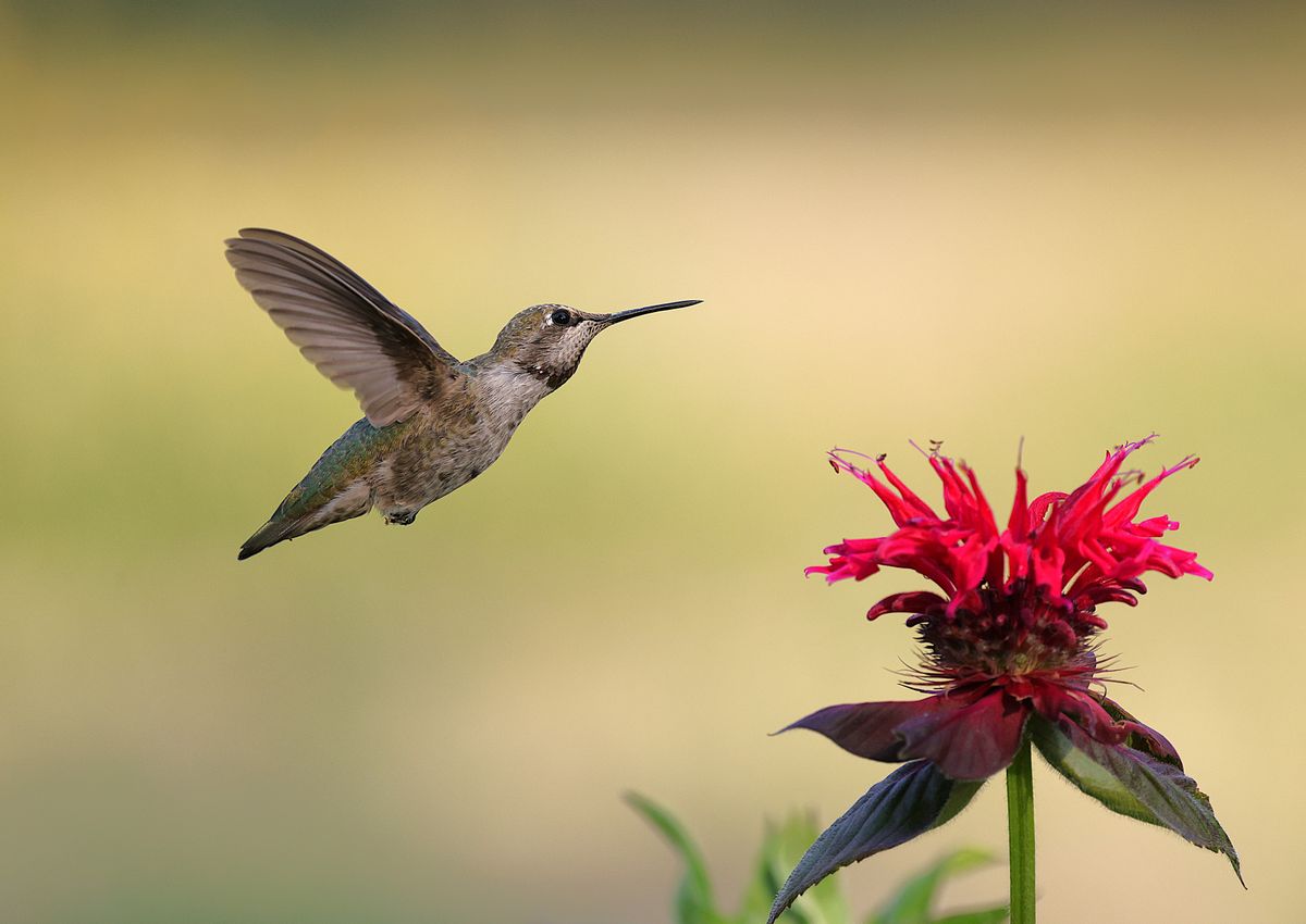 Captivating image of an Anna's hummingbird in flight next to a vibrant red flower in a garden setting.
