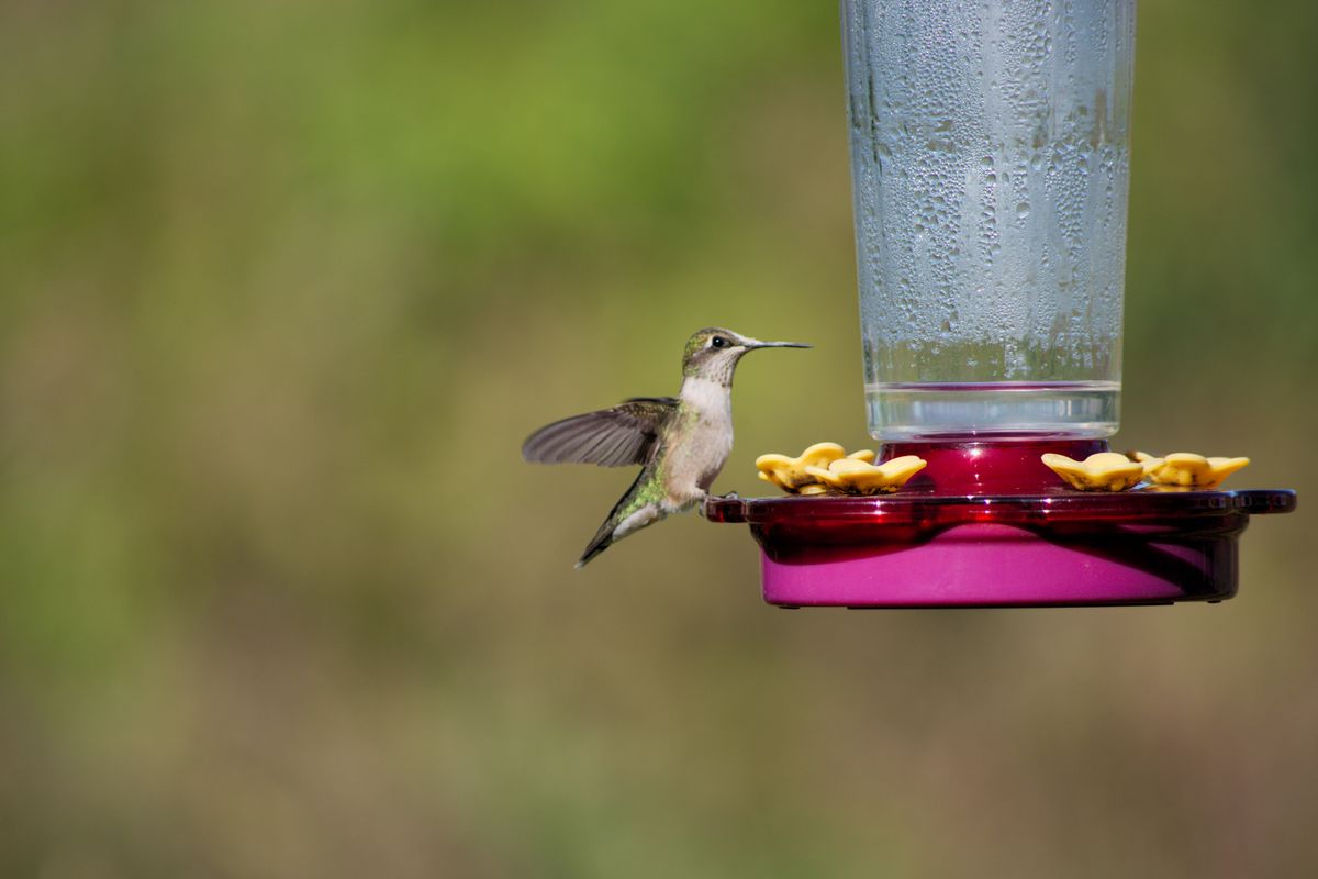 A close-up of a hummingbird near a vibrant red feeder against a blurred natural background.