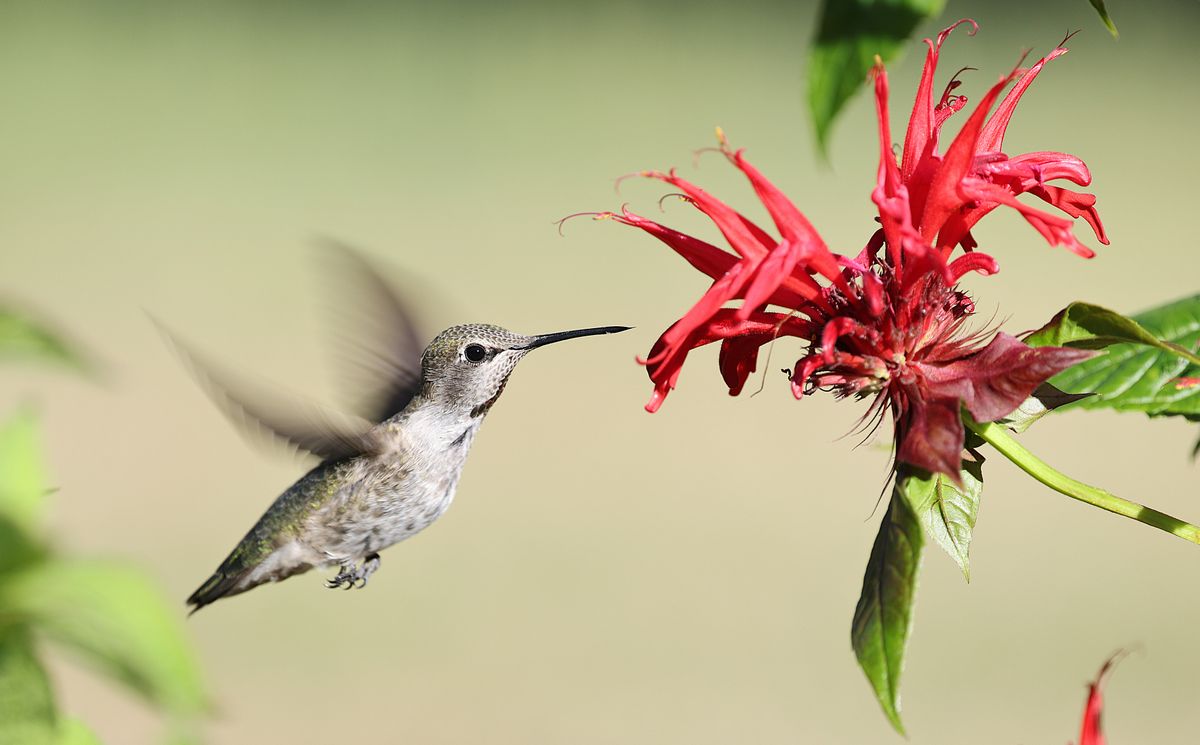 A stunning close-up of an Anna's hummingbird feeding on a red bee balm flower.