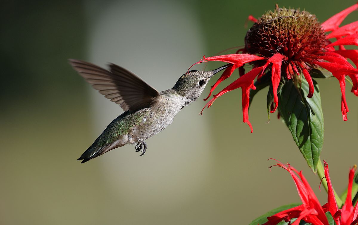 A captivating Anna's hummingbird feeding on bright red flowers in an outdoor garden setting.