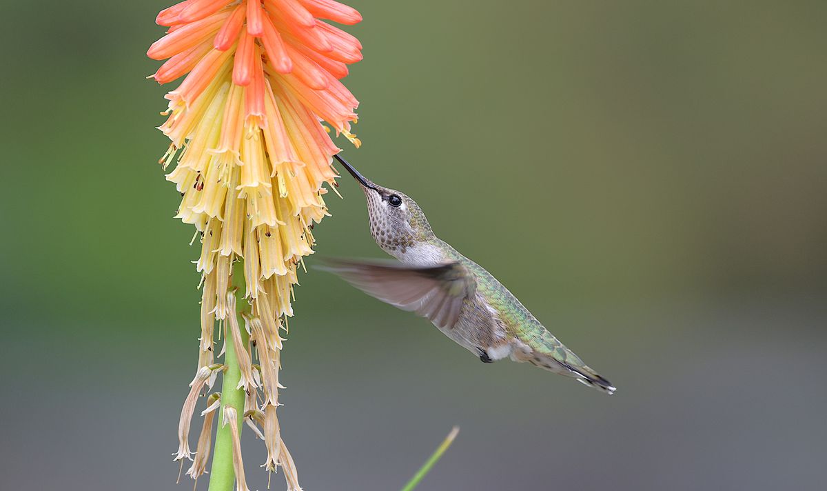 A hummingbird gracefully feeding on a vibrant orange and yellow flower outdoors.