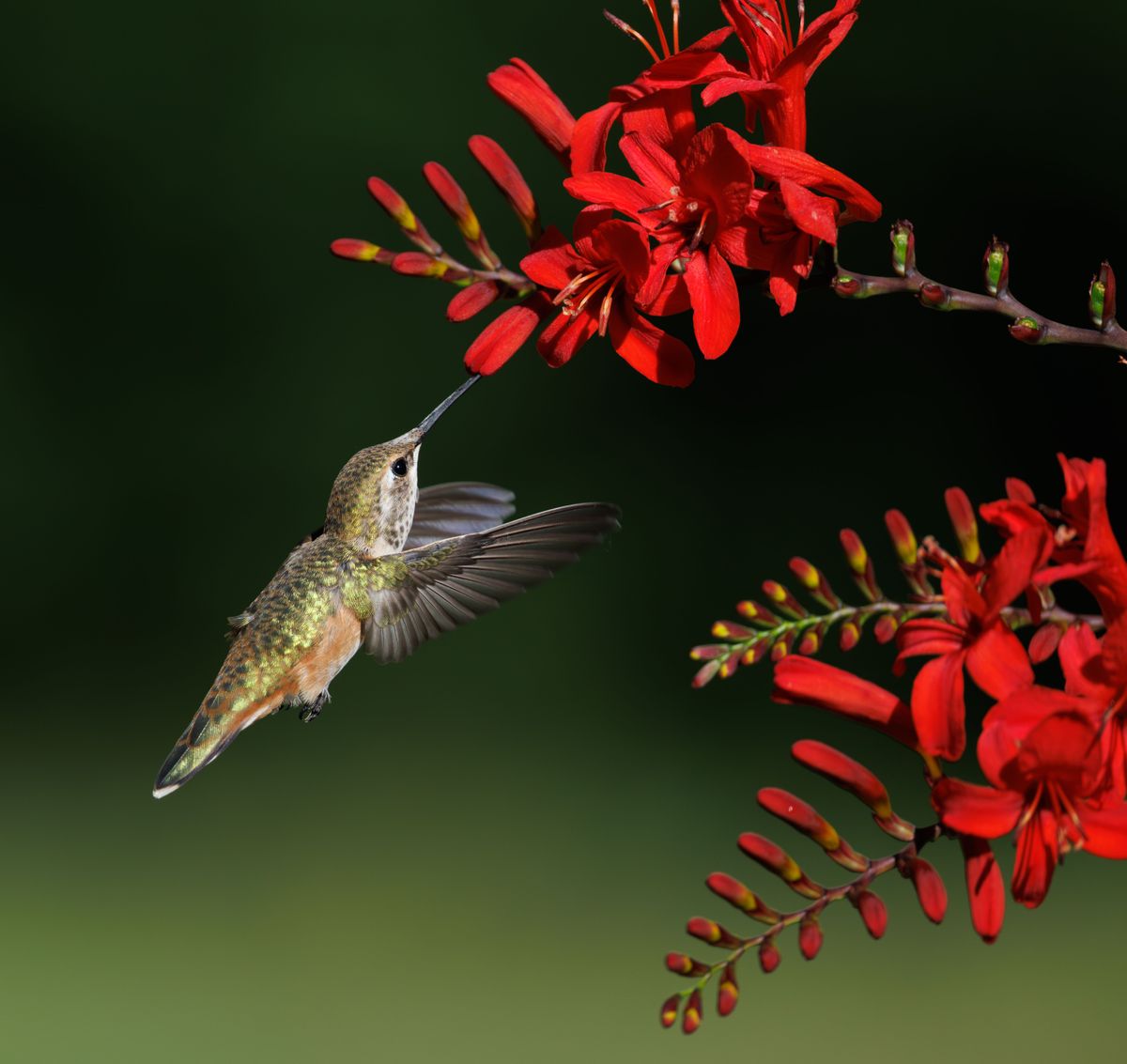 A close-up of a hummingbird drinking nectar from beautiful red flowers with a soft-focus background.