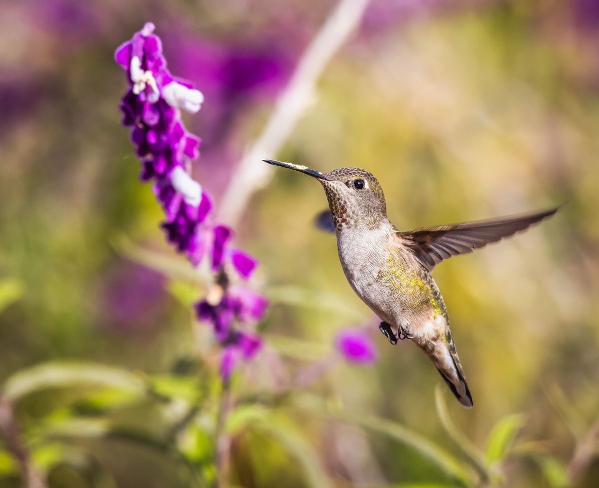 A hummingbird hovers near vibrant purple flowers, capturing the essence of nature.
