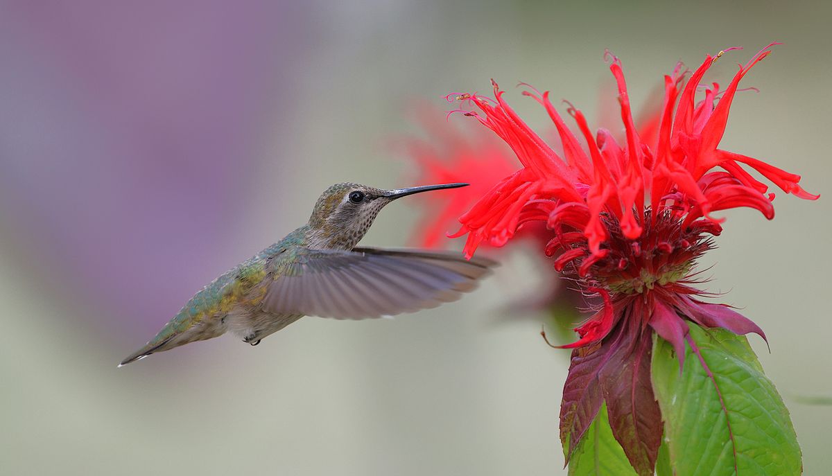 Capture of an Anna's hummingbird in motion feeding on a stunning red flower in nature.