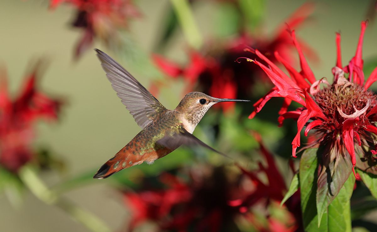 A vibrant rufous hummingbird in flight, feeding on red flowers in a sunny garden.