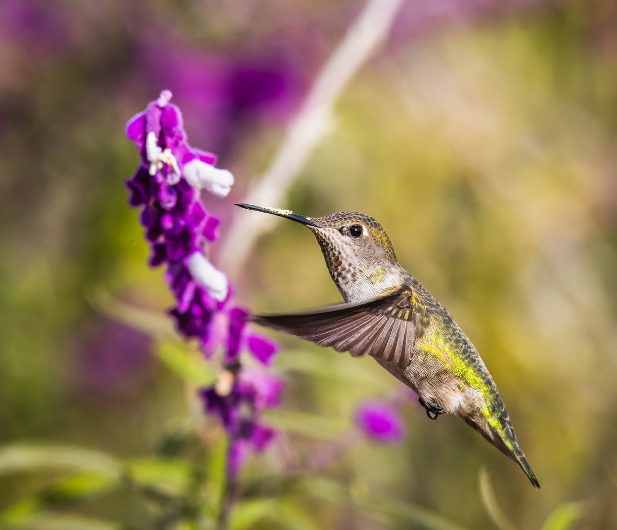 A close-up shot of a hummingbird hovering while feeding on a vibrant purple flower.