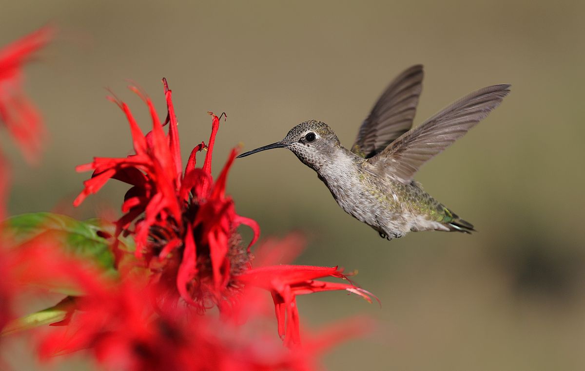 Close-up of an Anna's Hummingbird in flight near vibrant red flowers, showcasing natural beauty.