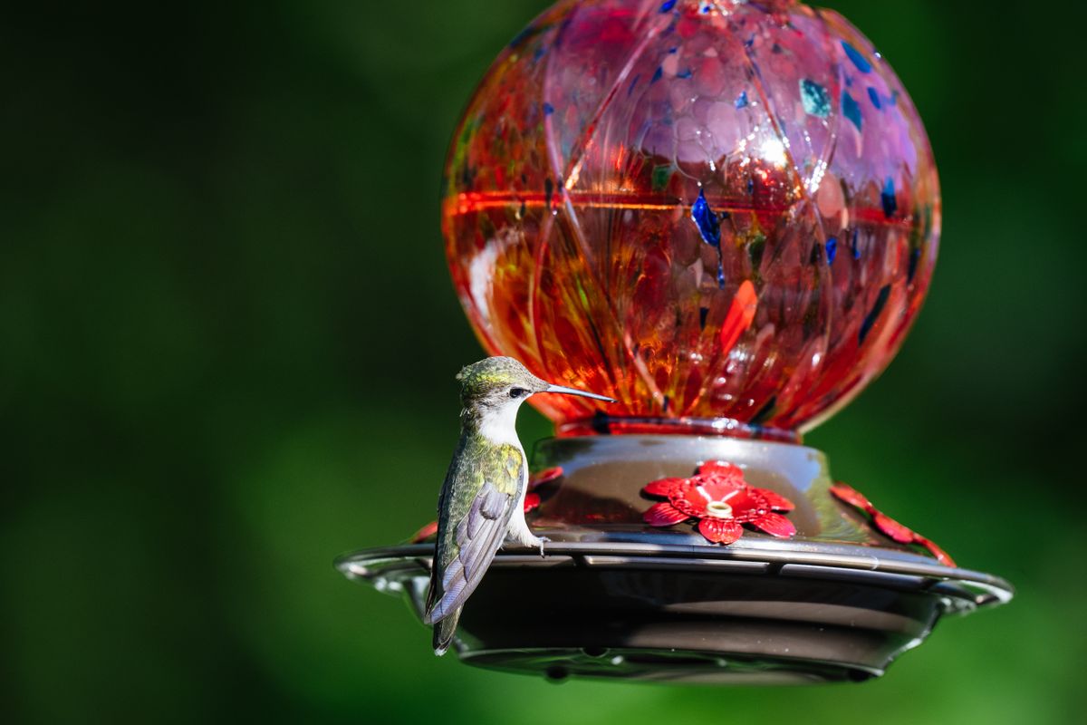A close-up of a hummingbird perched on a colorful feeder against a lush green background.