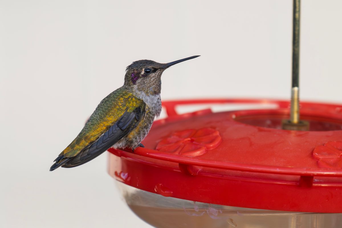 Close-up of an Anna's hummingbird resting on a red feeder in Wenatchee, Washington.