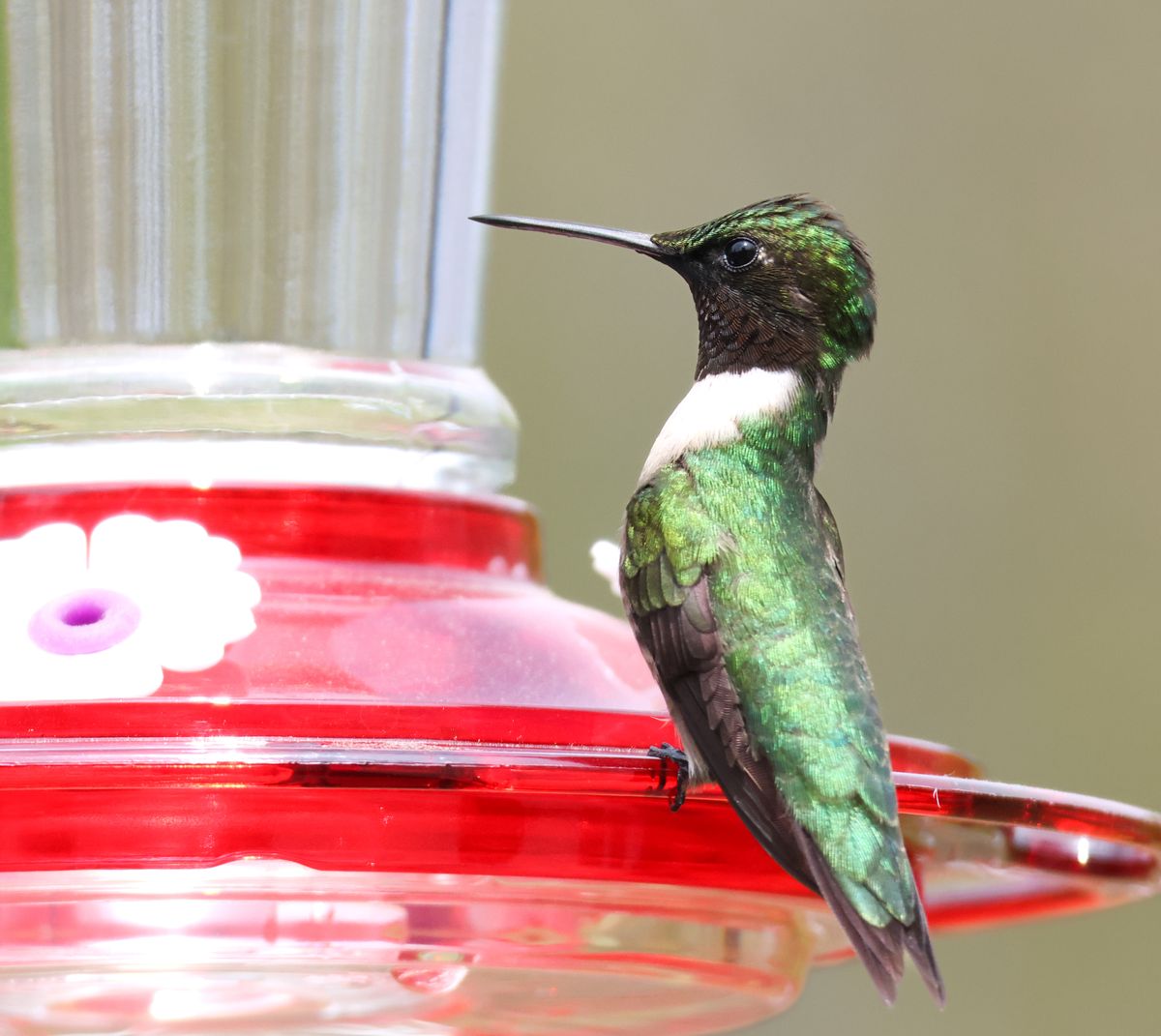 Close-up of a Ruby-throated Hummingbird perched on a feeder, showcasing its iridescent plumage.