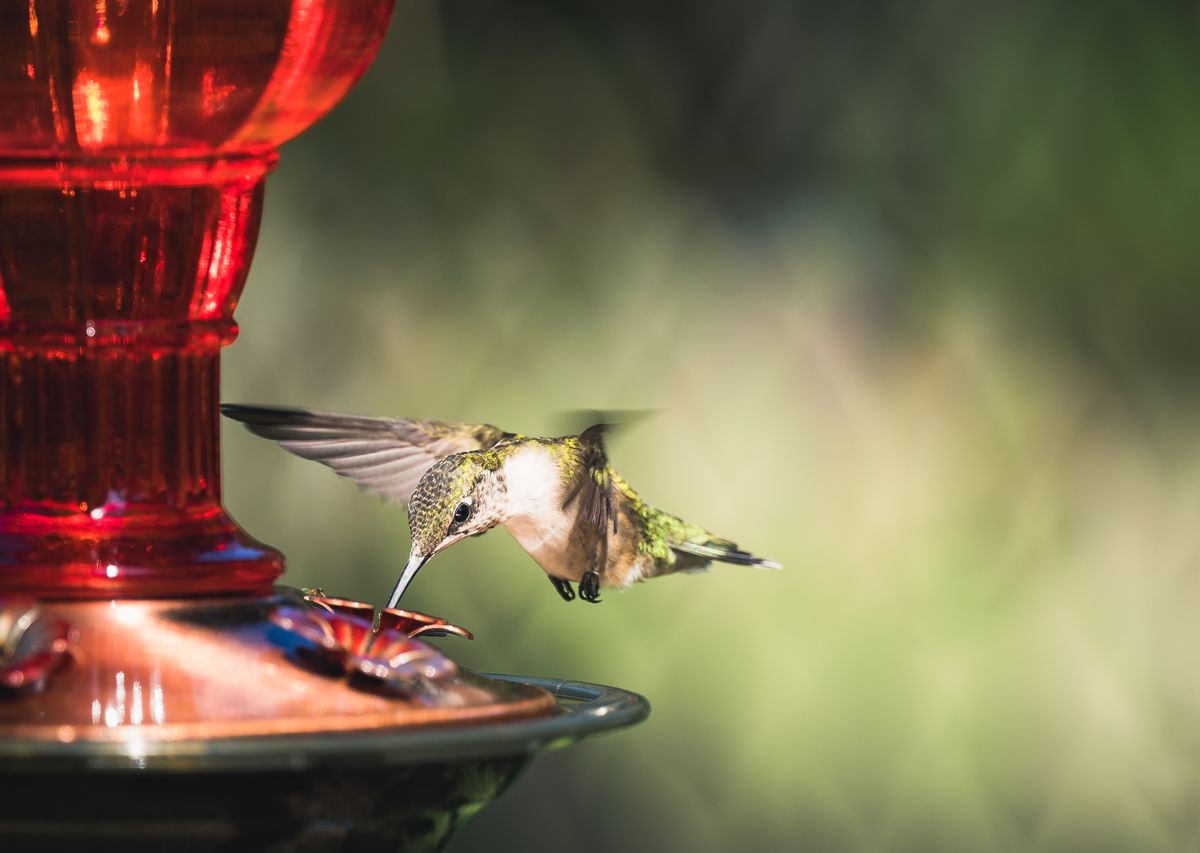 A vibrant hummingbird hovers in mid-air, feeding from a red decorative feeder outdoors.