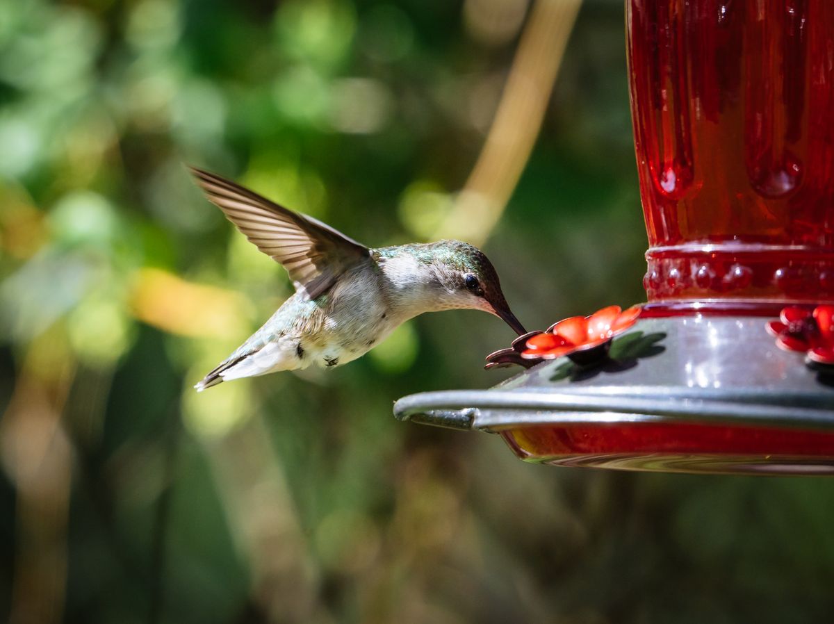 Close-up of a hummingbird feeding at a vibrant red feeder in natural sunlight.