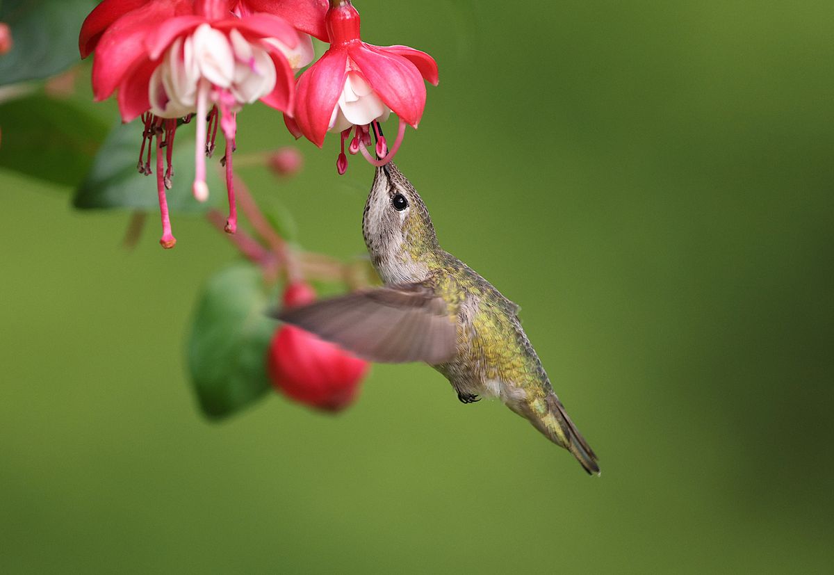 Anna's hummingbird delicately feeding on a vibrant red fuchsia flower in a lush outdoor garden.