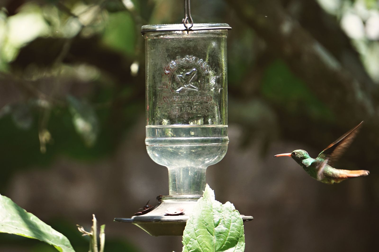 Hand-Blown Glass vs. Plastic Feeders: Enhancing Aesthetics and Attracting Hummingbirds