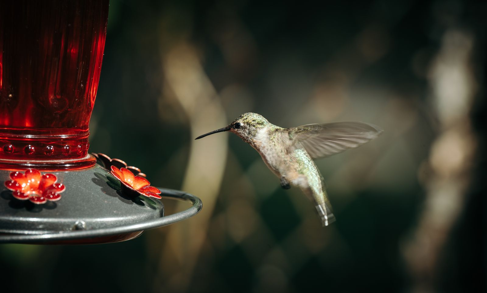 Hand-Blown Glass vs. Plastic Feeders: Enhancing Aesthetics and Attracting Hummingbirds