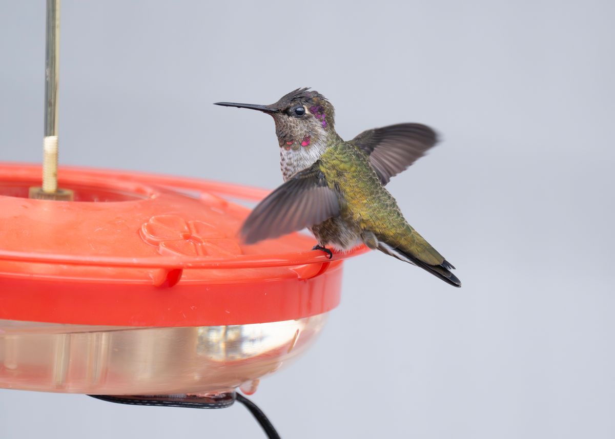 Close-up of an Anna's Hummingbird feeding at a red feeder outdoors.