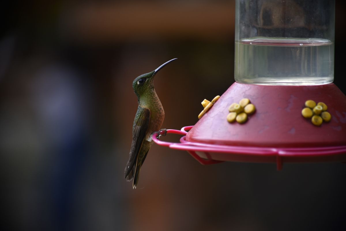 A vibrant hummingbird perches at a colorful feeder against a blurred background.