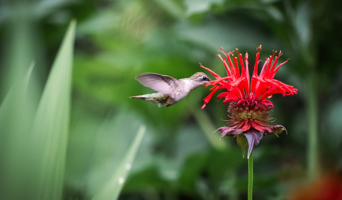 A hummingbird gracefully feeding on a vibrant red bee balm flower in lush greenery.