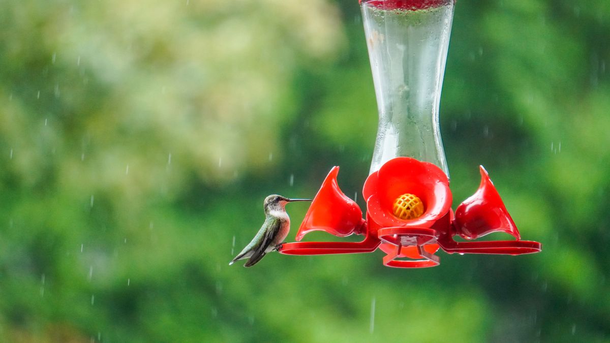 A hummingbird on a red feeder during a rainy day, showcasing vibrant nature.